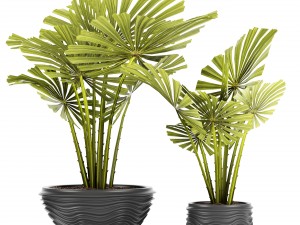palm collection 3D Model