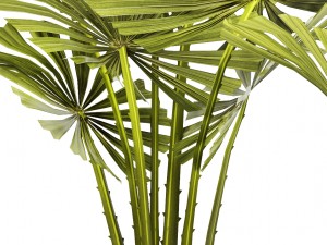 palm collection Model 3D