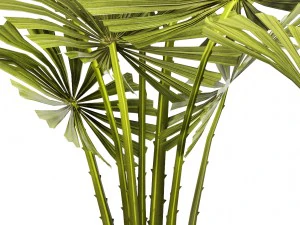 palm collection 3D Model