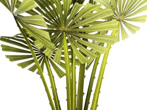 palm collection Model 3D
