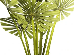 palm collection 3D Model