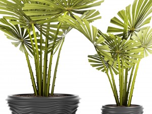 palm collection Model 3D