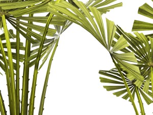 palm collection Model 3D