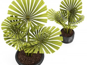 palm collection Model 3D
