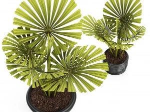 palm collection 3D Model