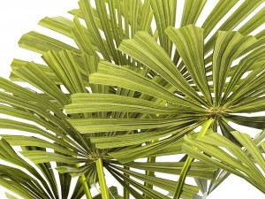 palm collection Model 3D