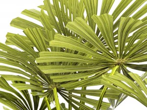palm collection 3D Model