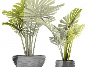 palm collection Model 3D