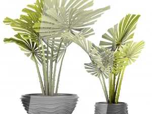 palm collection 3D Model