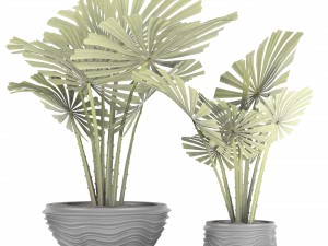 palm collection Model 3D