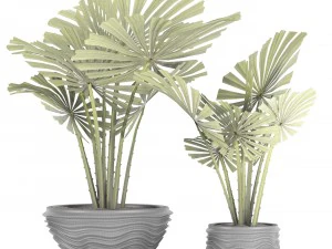 palm collection 3D Model