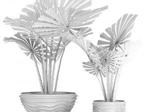 palm collection Model 3D