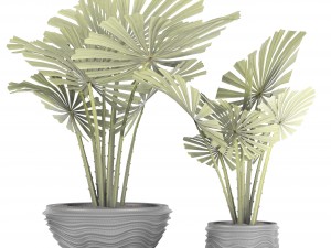 palm collection Model 3D