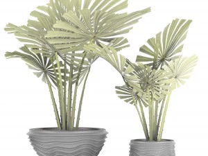 palm collection 3D Model