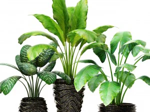 collection of plants in pots 3D Model