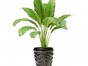collection of plants in pots 3D-Modell