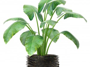 collection of plants in pots 3D-Modell