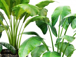 collection of plants in pots 3D-Modell