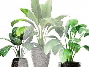 collection of plants in pots 3D-Modell