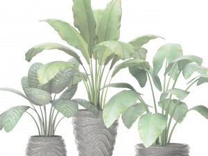 collection of plants in pots 3D-Modell