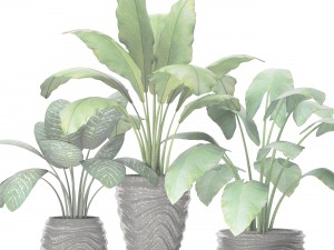 collection of plants in pots 3D-Modell