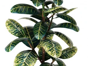 plants collection 3D Model