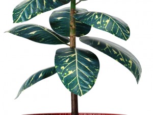 plants collection Modelo 3D