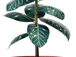 plants collection 3D Model