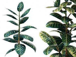 plants collection 3D Model