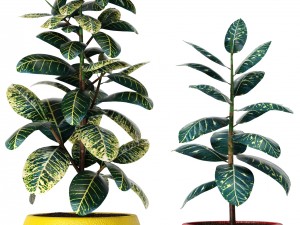 plants collection Modelo 3D