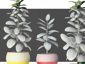plants collection Modelo 3D