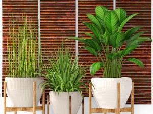 plants collection pot Modèle 3D