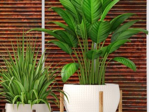 plants collection pot 3D Model