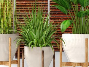 plants collection pot 3D Model