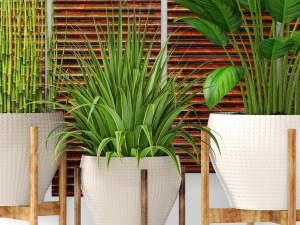 plants collection pot 3D Model