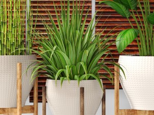 plants collection pot 3D Model