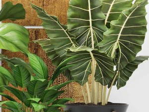 plants collection pot 3D Model