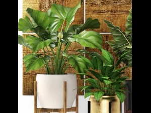 plants collection pot 3D Model