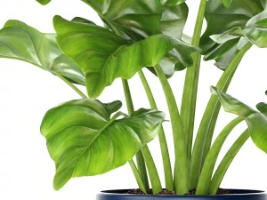 plant pot 3D Model