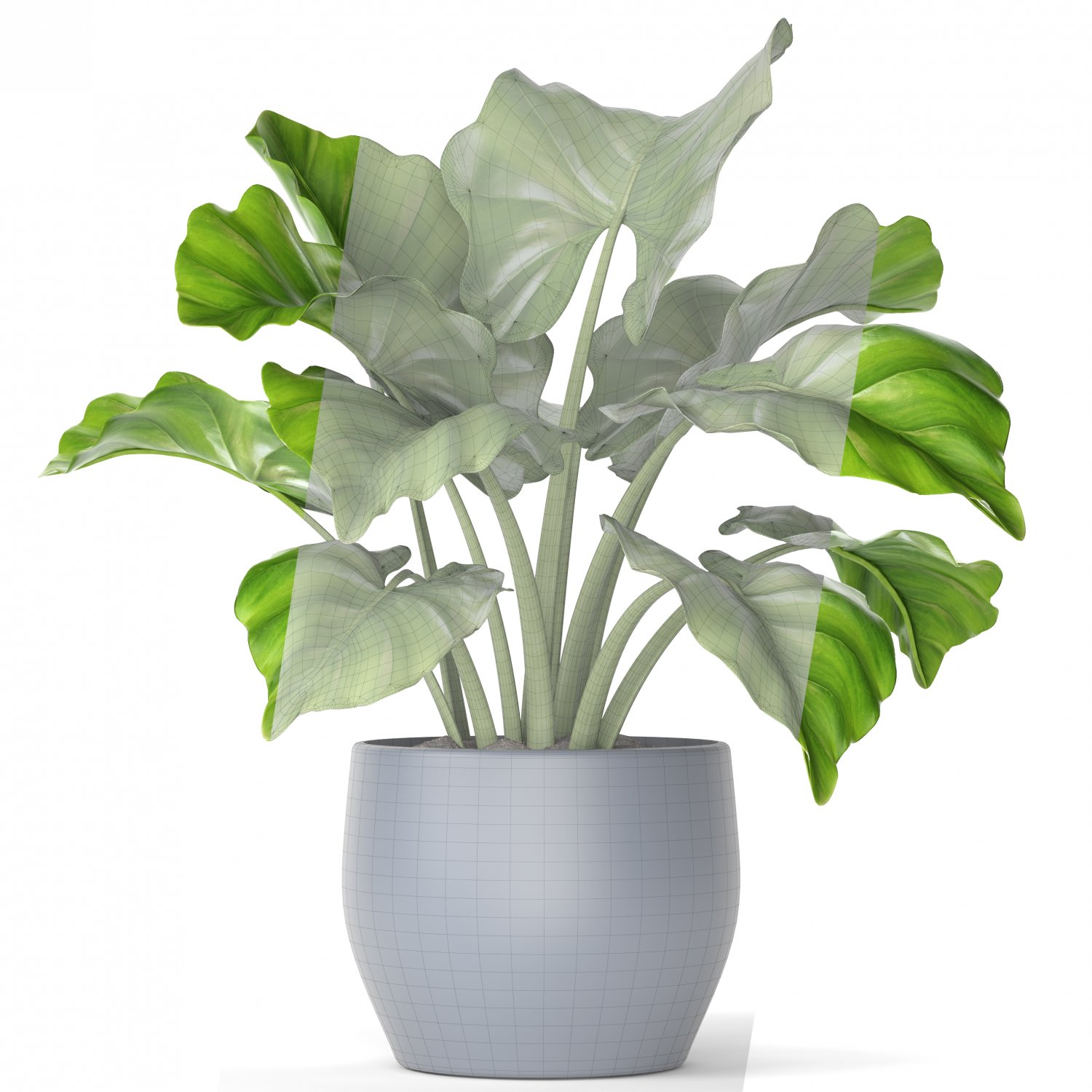 Plant models. Монстера Делициоза. Монстера деликатесная (Monstera deliciosa). Монстера Делициоза монстера Делициоза. Лиана монстера деликатесная.