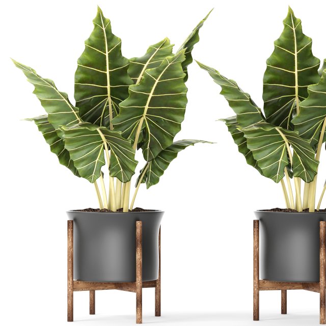 plant pot 3D 모델 .c4d .max .obj .3ds .fbx .stl .blend 