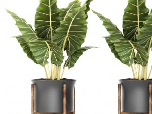 vaso per piante Modello 3D