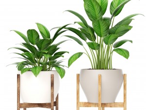 plants collection 3D Model