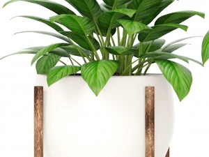 plants collection 3D Model