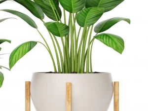 plants collection 3D Model