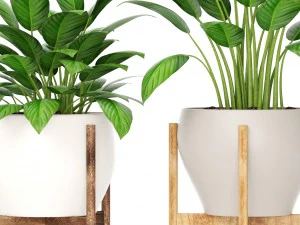 plants collection 3D Model