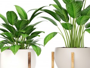 plants collection 3Dモデル