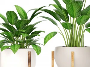 plants collection 3D Model