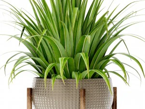 plants collection 3D Model