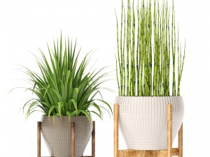 plants collection Modello 3D